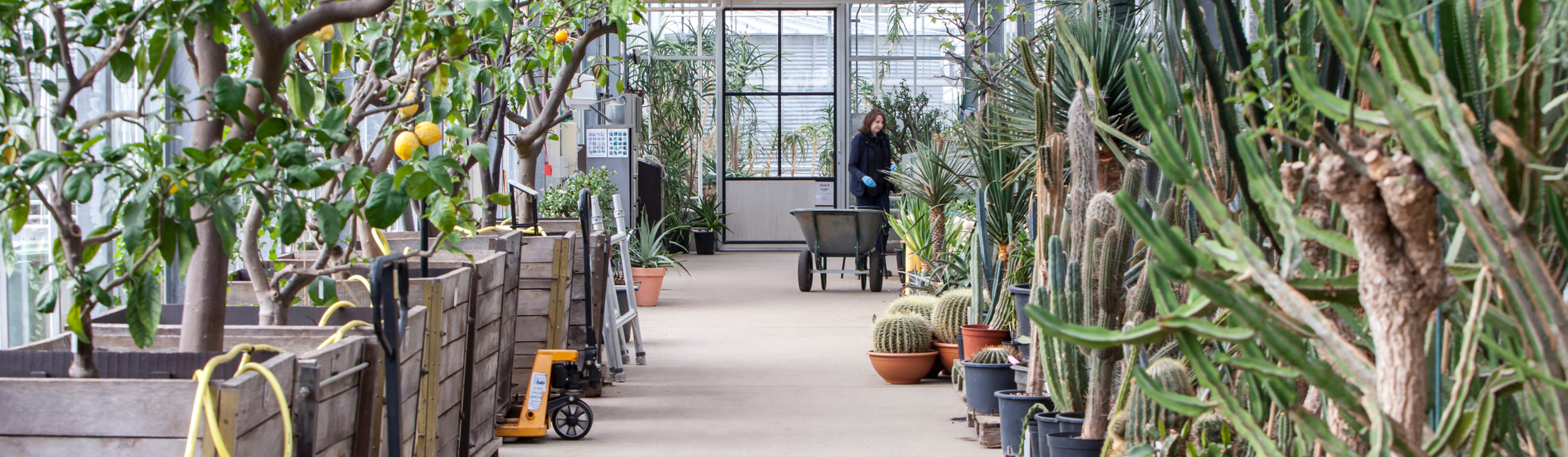 A horticulturalist tends to plants in a nursery
