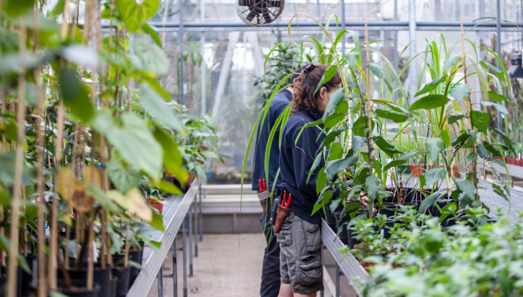 Horticulturalists in the nursery tend to plants