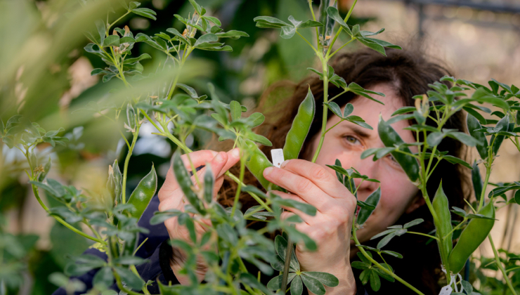 A horticulturalist checks to see if Lupinus albus has ripened